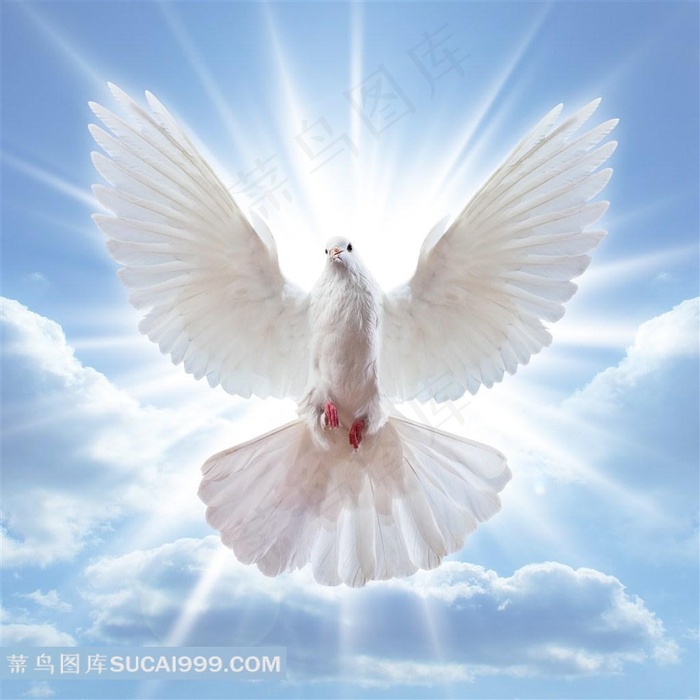 光斑白鸽背景