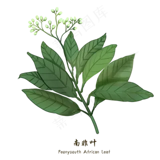 手绘草本中药药材南非叶