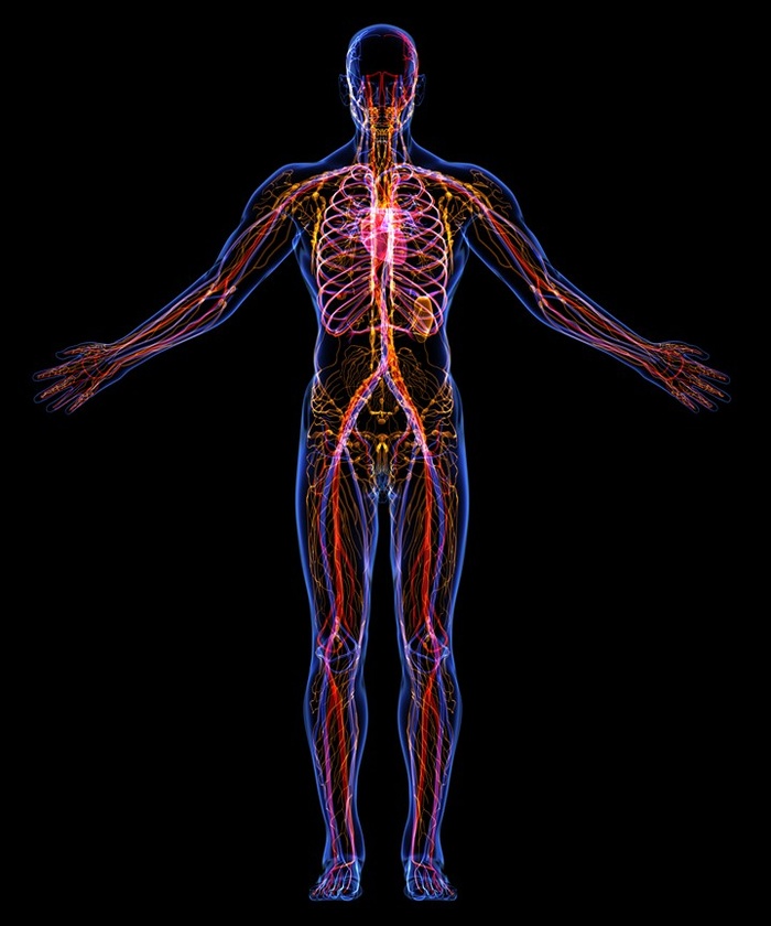 人体筋络器官骨骼图