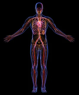 人体筋络器官骨骼图