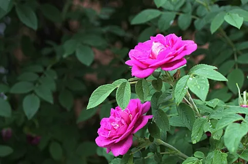 山林中漂亮的野玫瑰