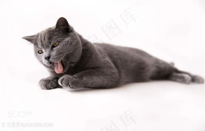 吐舌头的小灰猫咪图片