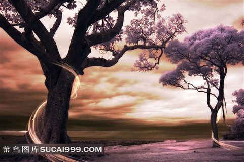 装饰画背景画无框画树木