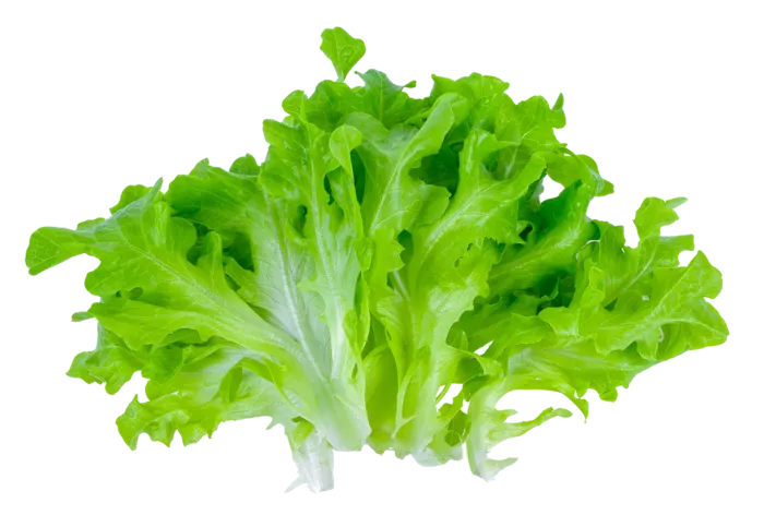 生菜 (29)超市商品白底图免抠实物摄影png格式图片透明底