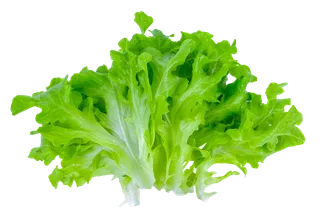 生菜 (29)超市商品白底图免抠实物摄影png格式图片透明底