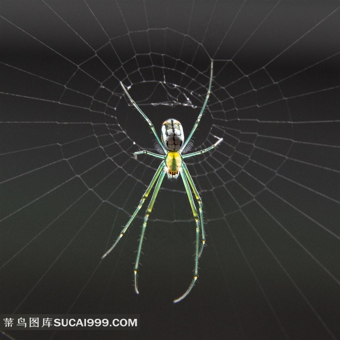 蜘蛛网和蜘蛛高清图片