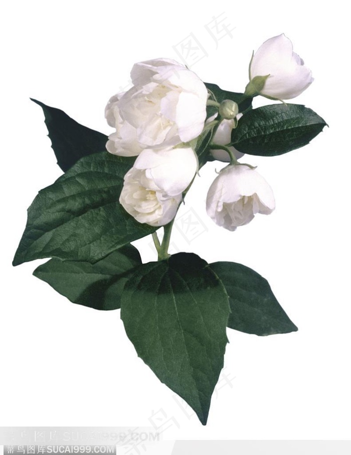 情人节花物语-漂亮的白色花朵