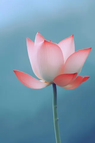 粉色荷花蓝色唯美背景