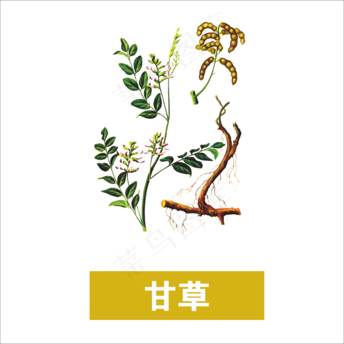 手绘草本中药药材甘草