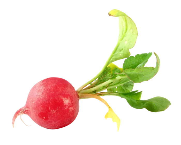 大头菜红色