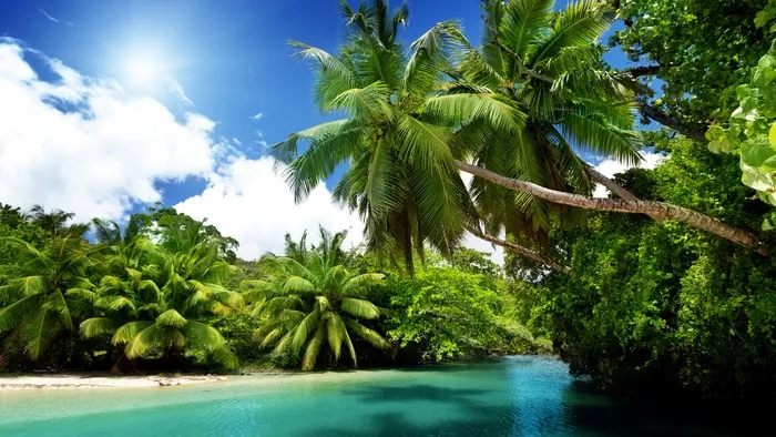 唯美海边椰树