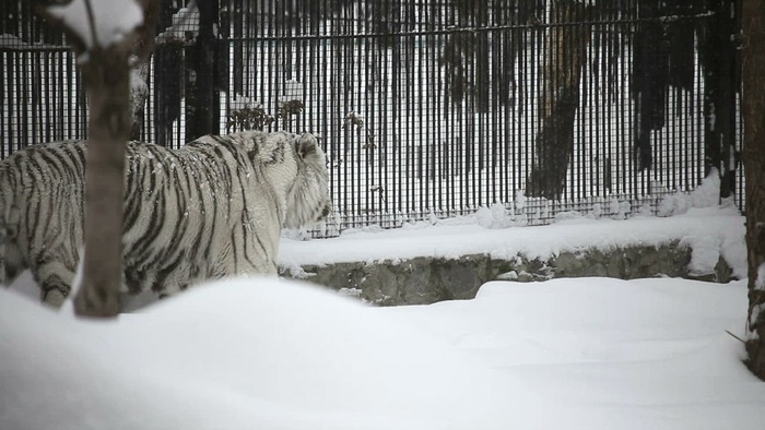 雪中​​行走的白虎