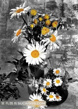 菊花高清装饰画素材