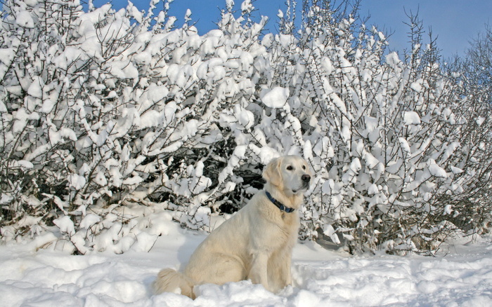 雪山上的狗狗