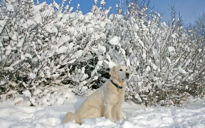 雪山上的狗狗