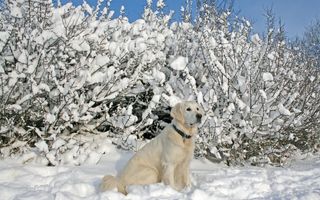雪山上的狗狗