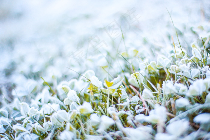 霜雪草地图片