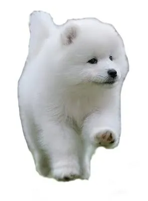 萨摩耶 PNG免抠(295x400)