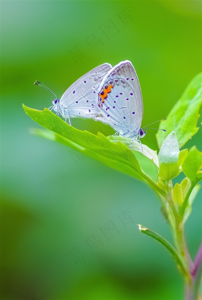 可爱的两只豆灰蝶