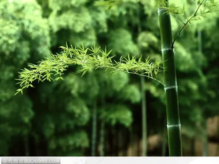 竹子 竹子