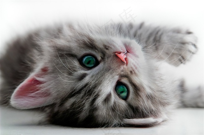 蓝色眼睛的小猫