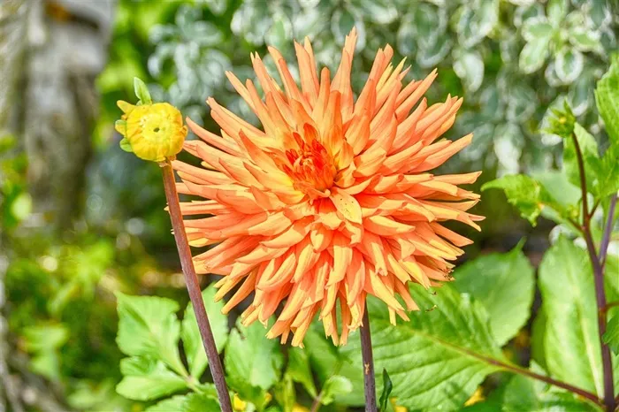 盛开的花朵图片