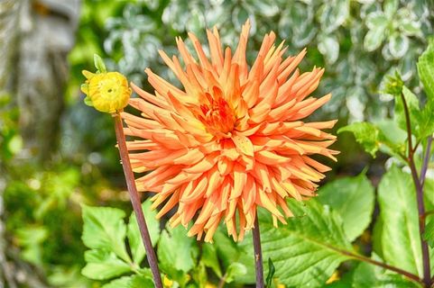 盛开的花朵图片