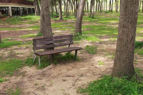 树边旧长木椅远景