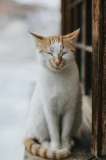 可爱猫咪猫猫摄影素材