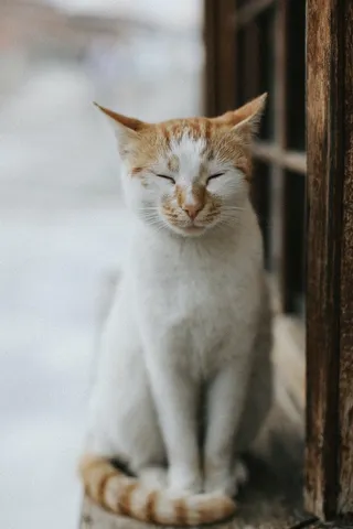 可爱猫咪猫猫摄影素材