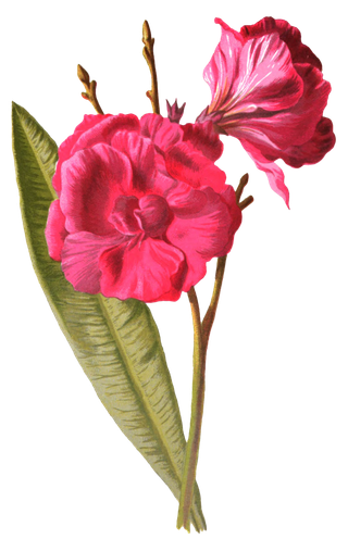 复古手绘植物花卉玫瑰花PNG免扣图案高清图片PS设计素材图