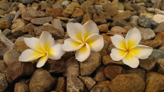 河边上的栀子花 河边上的栀子花