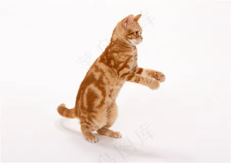 宠物猫家猫摄影图片 宠物猫家猫摄影图片