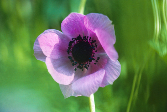 野花野草图片下载