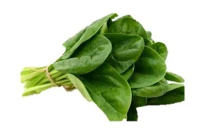 菠菜免抠(400x264)