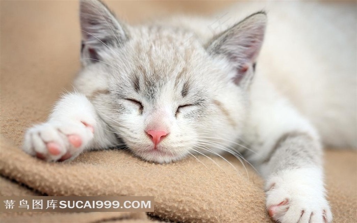 可爱睡猫图片