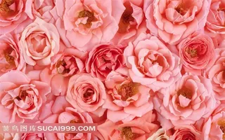 精美玫瑰花图案壁纸