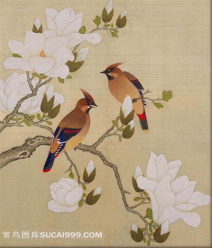 花鸟艺术图片