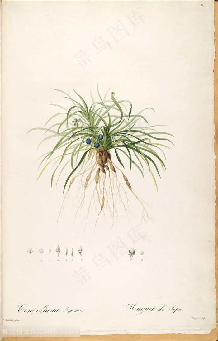 高清花草雷杜德原版绿色植物图谱