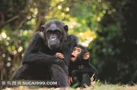 森林里的黑猩猩动物大全