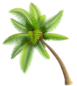 树木树枝树叶免扣素材