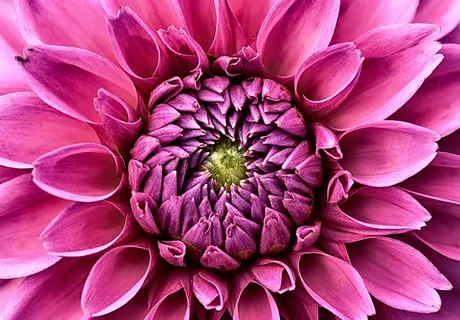 帝王花图片 帝王花图片
