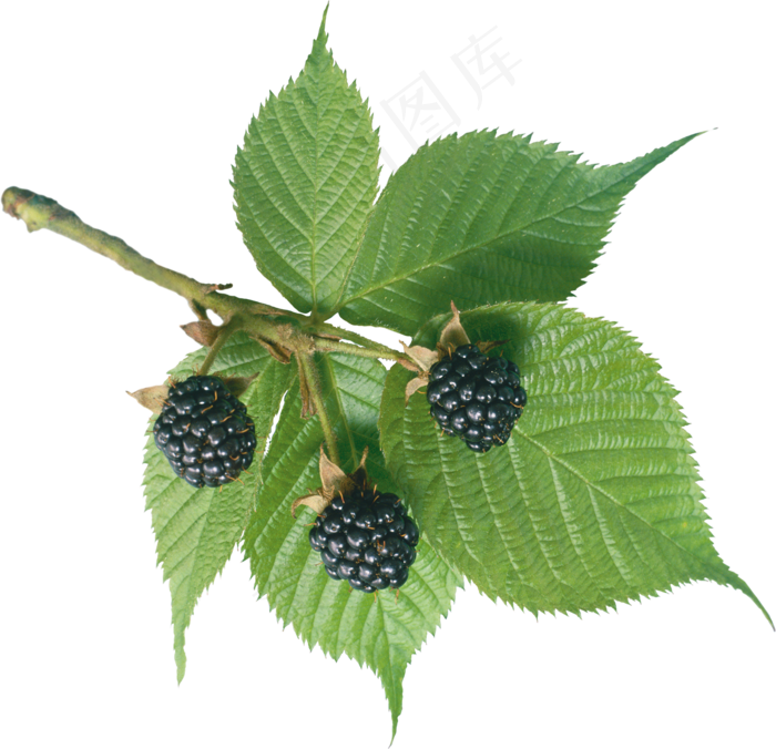 黑莓免抠素材 (29)