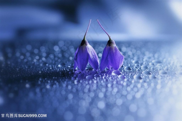 高清唯美蓝紫鲜花微距摄影图片