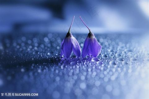高清唯美蓝紫鲜花微距摄影图片