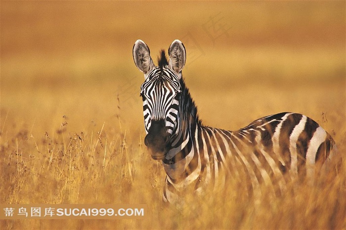 高清野生斑马素材