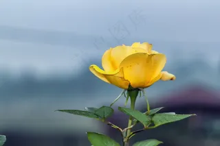 一朵黄色玫瑰花图片