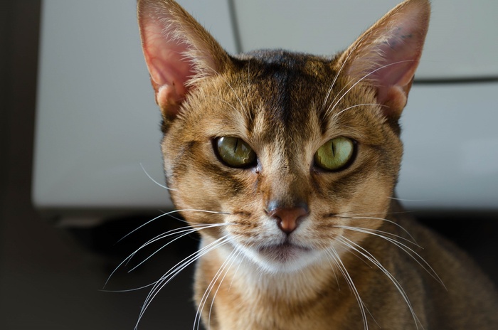 可爱猫咪猫猫摄影素材