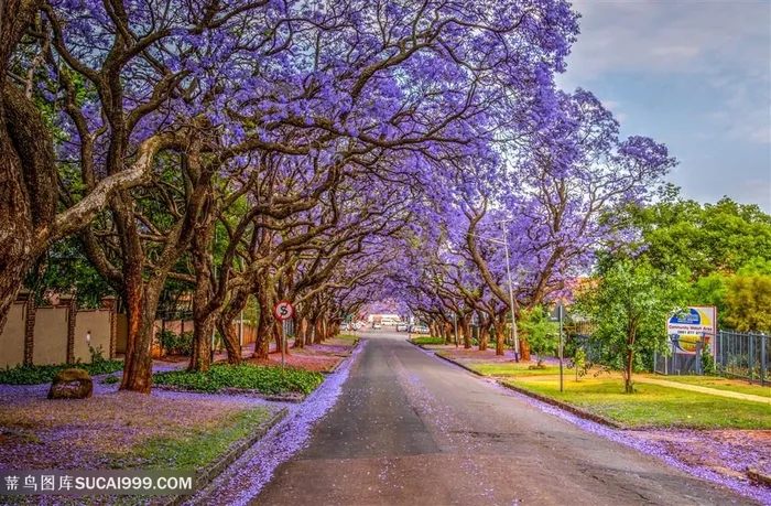 紫色花树大路唯美背景图