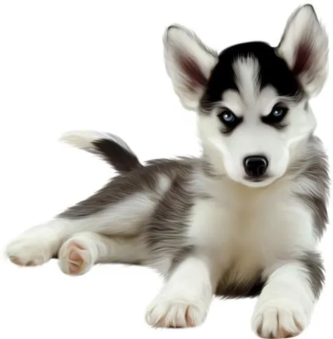 哈士奇 PNG免抠(485x494)